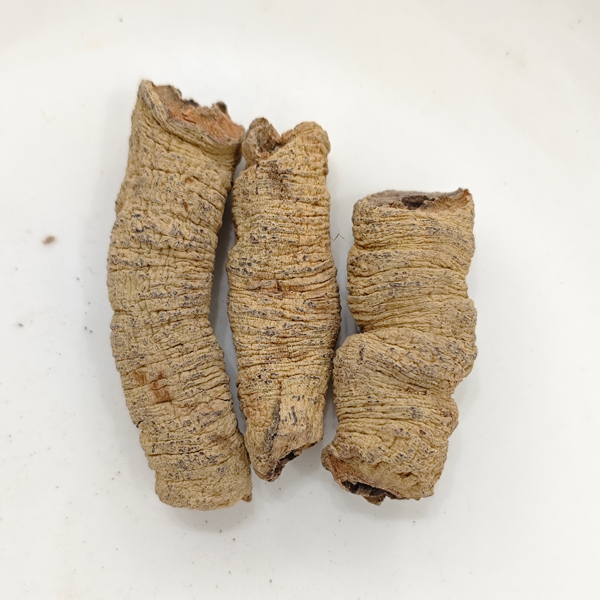 モリンダの根 (Morinda officinalis)