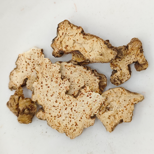 アトラクチロデス・ランセア