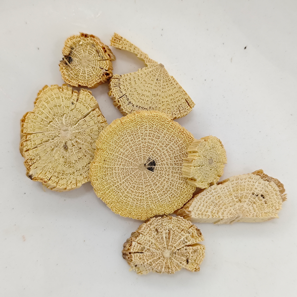 中国クレマチスの茎