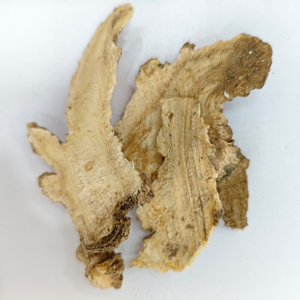 アンジェリカ・プベセンス