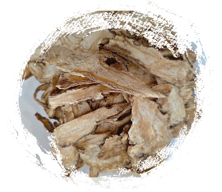 アンジェリカシネンシス