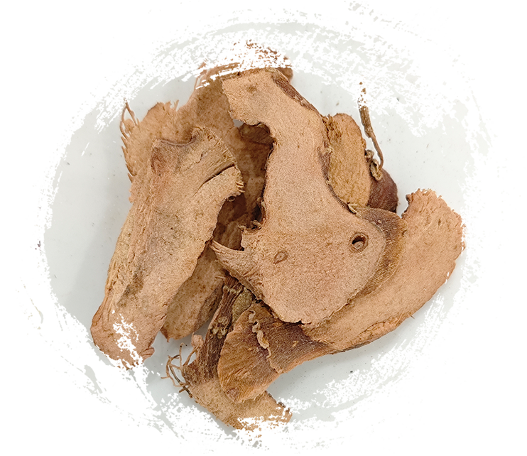 レッサーガランガ (ケンフェリア・ガランガ)