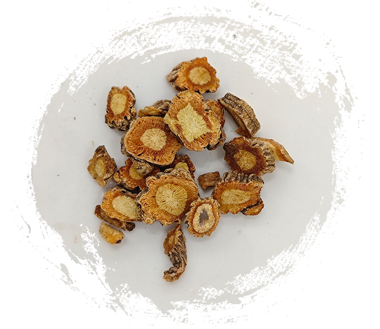 サポシュニコビア・ディバリカータ