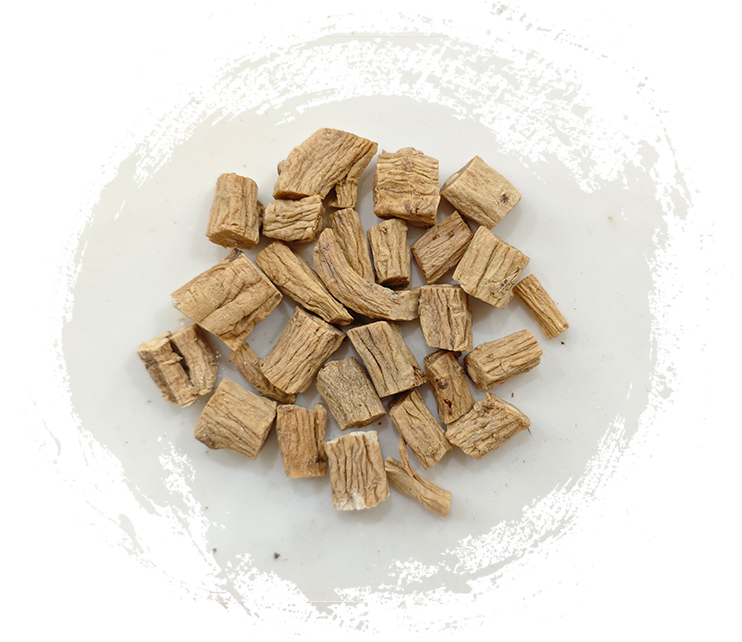 コドノプシス・ピロスラ