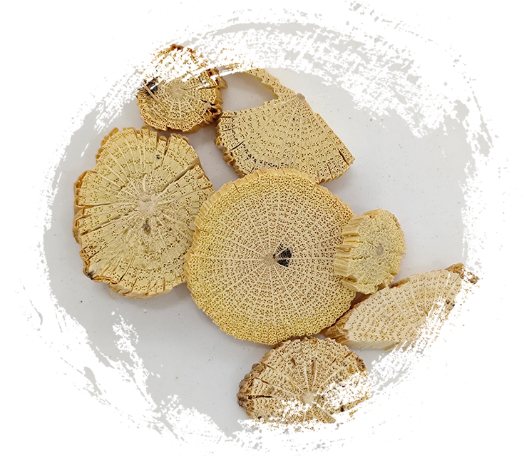 中国クレマチスの茎