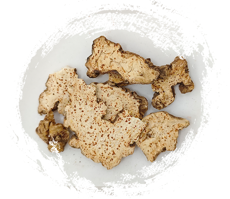 アトラクチロデス・ランセア