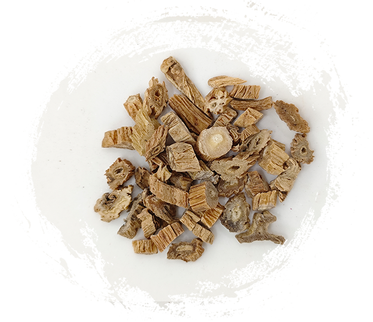 ステモナ ジャポニカ (Blume) Miq.