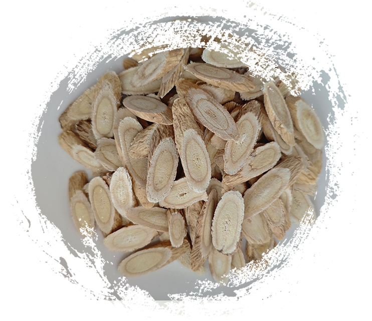 Astragalus membranaceust（TCMで使用）