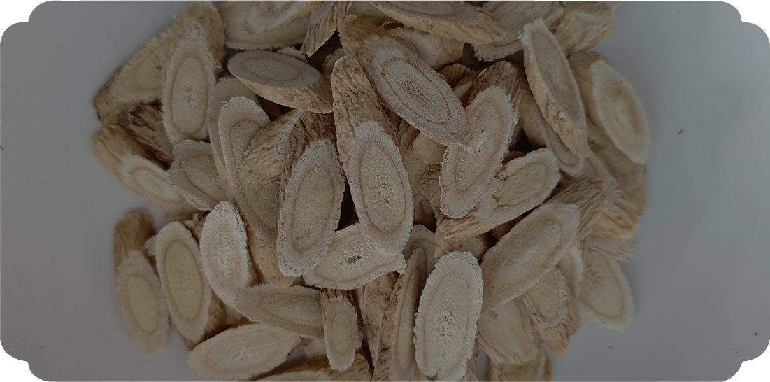 Astragalus membranaceust（TCMで使用）