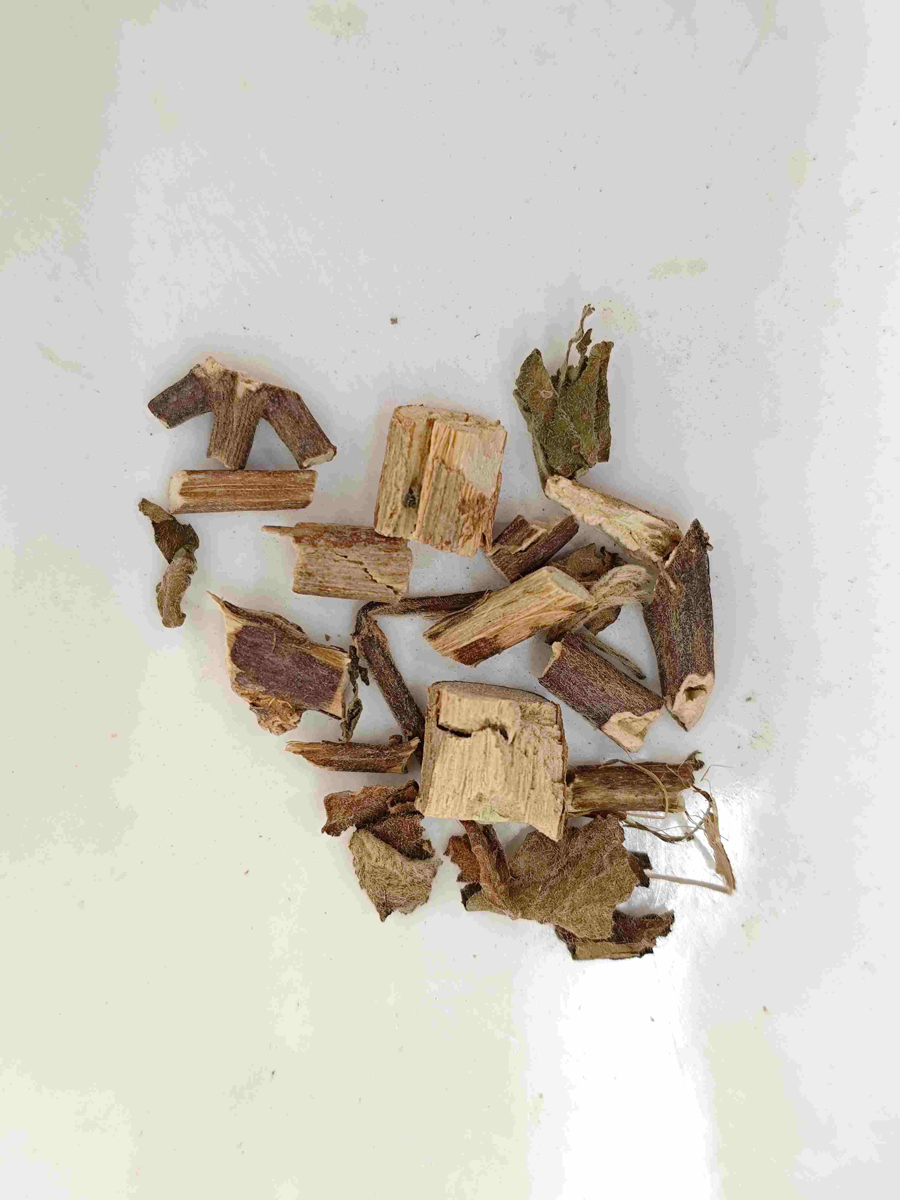 とりとめのないbeggarweed