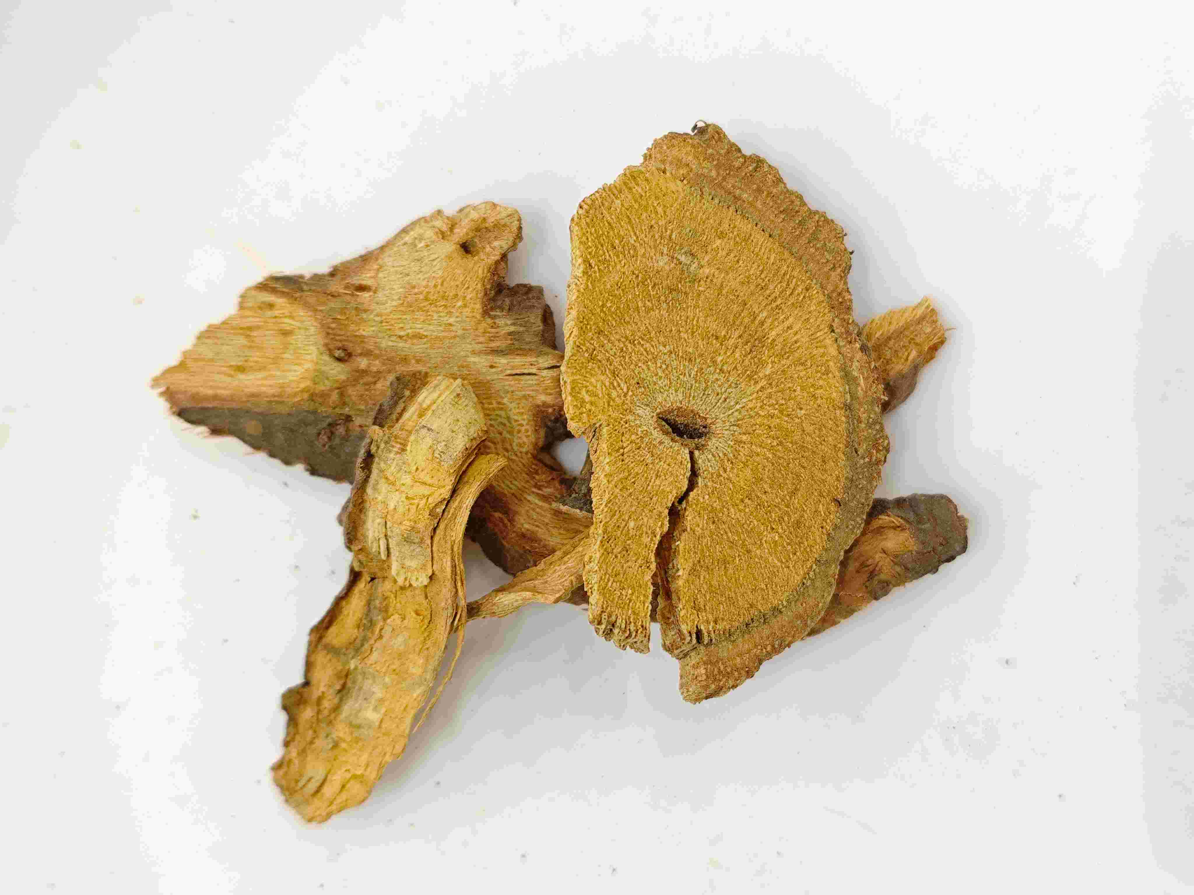 日本のノットウィード