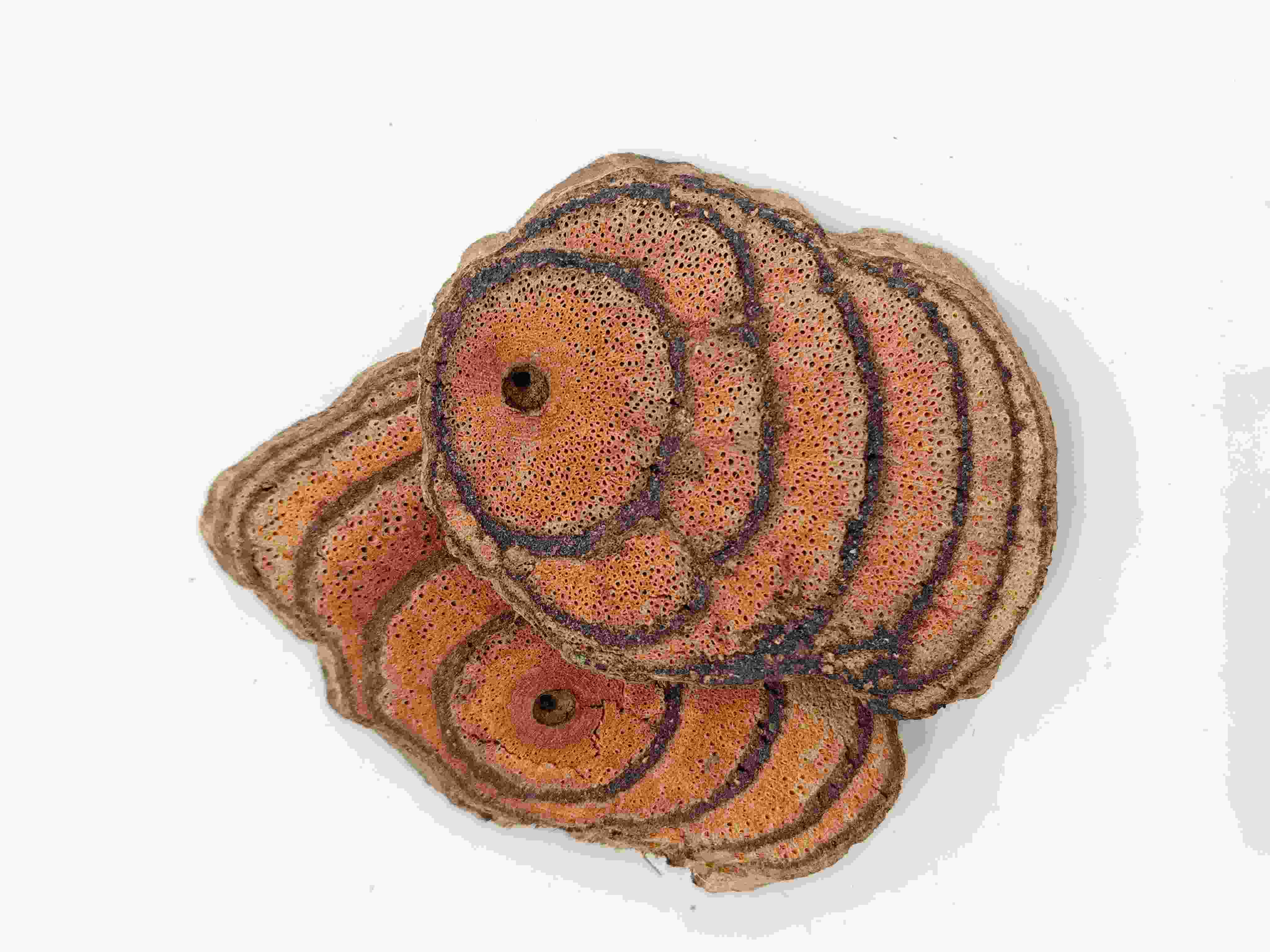 Millettia reticulata、Jixueteng