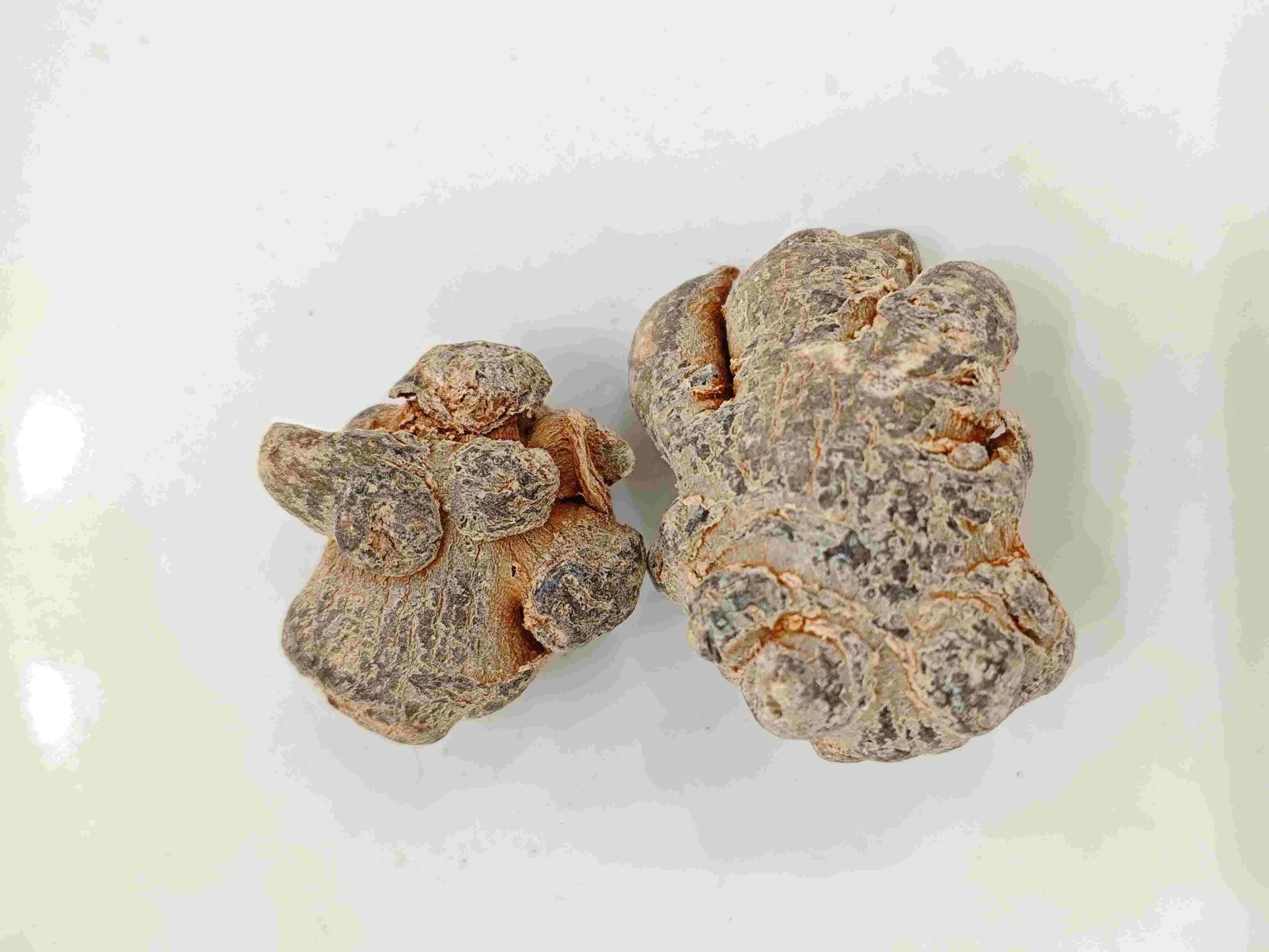 Panax Notoginseng(Sanqi)