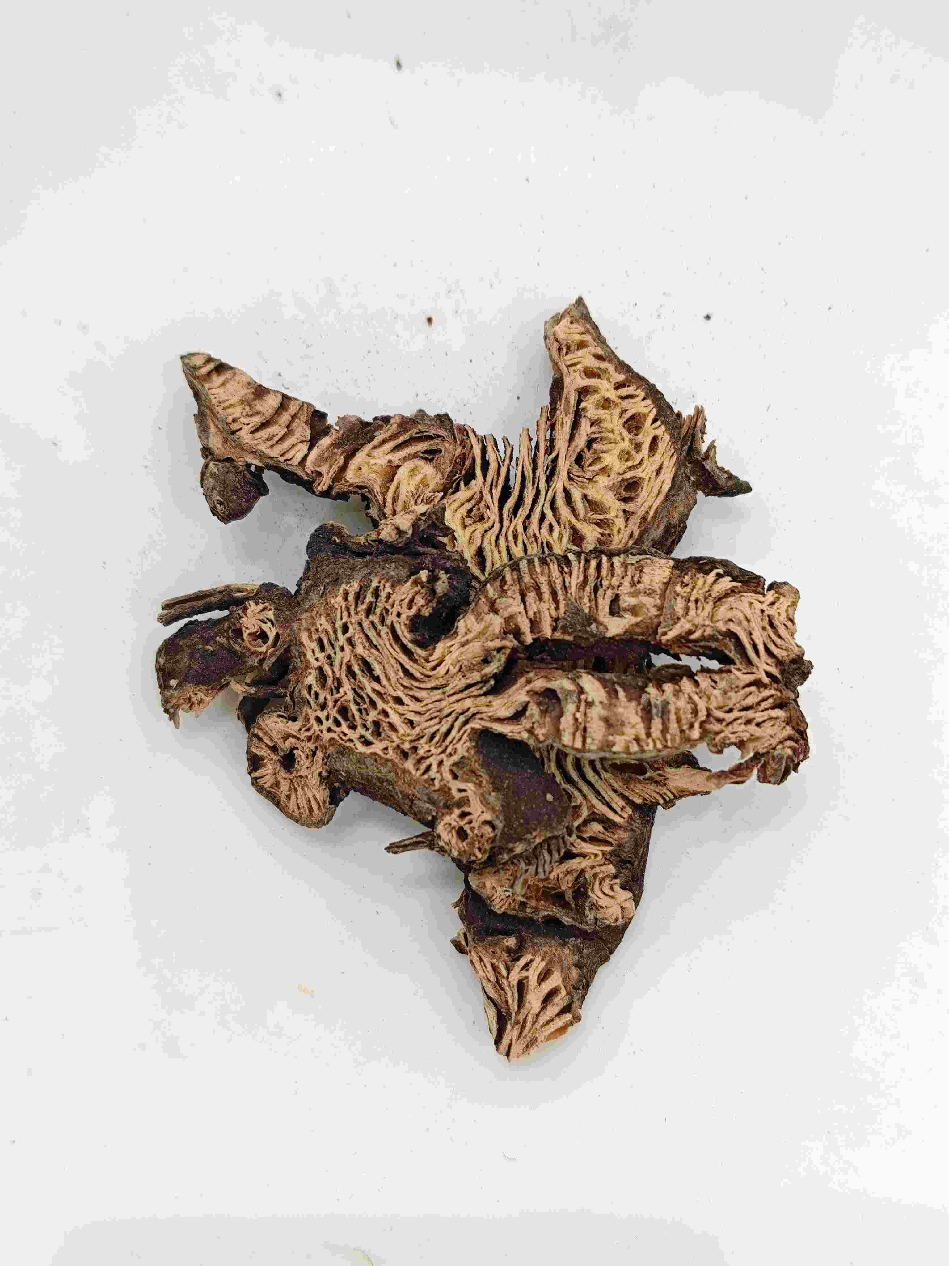 Cimicifuga Rhizome(Shengma)