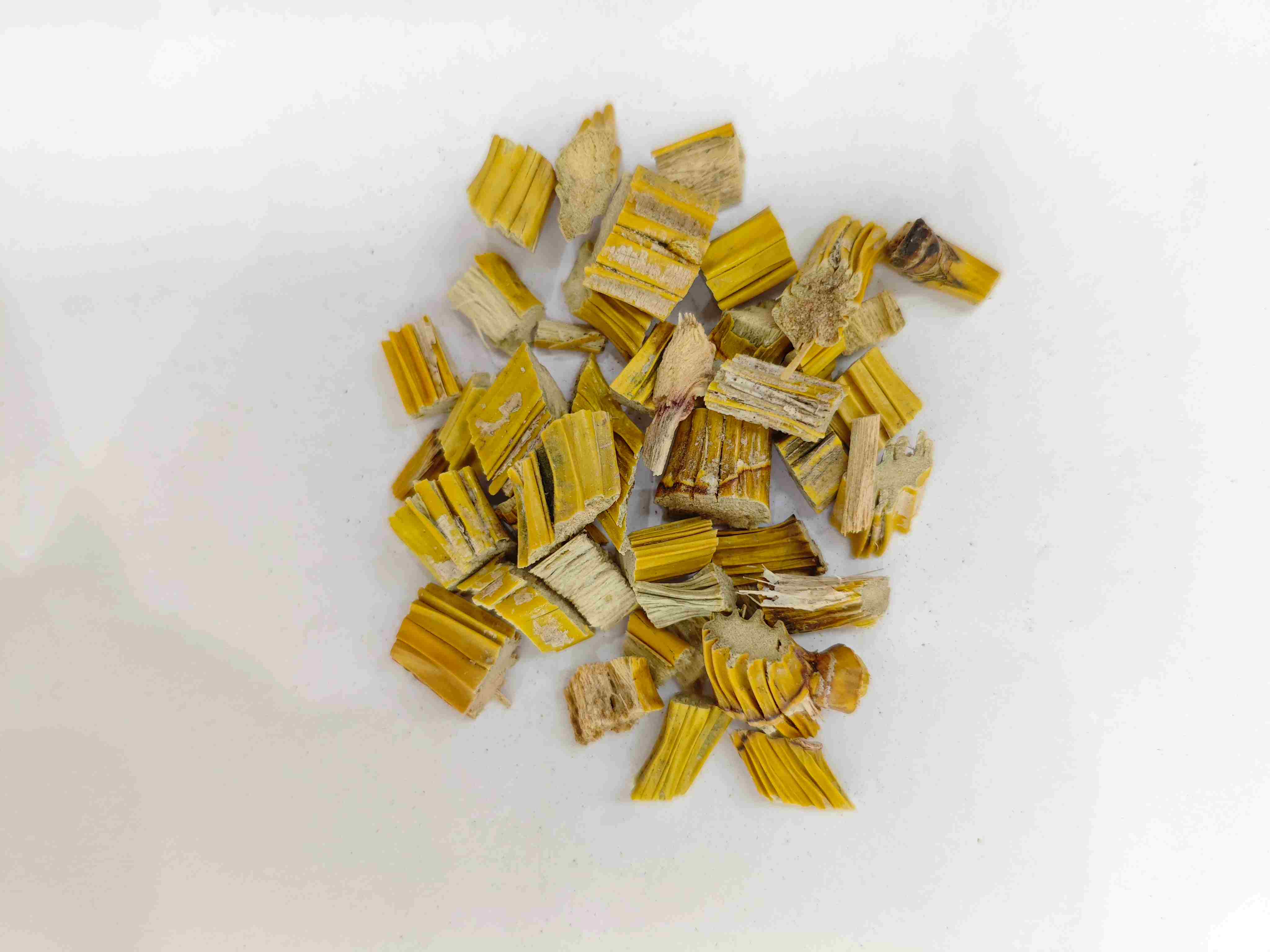 デンドロビウムステム（シフ）