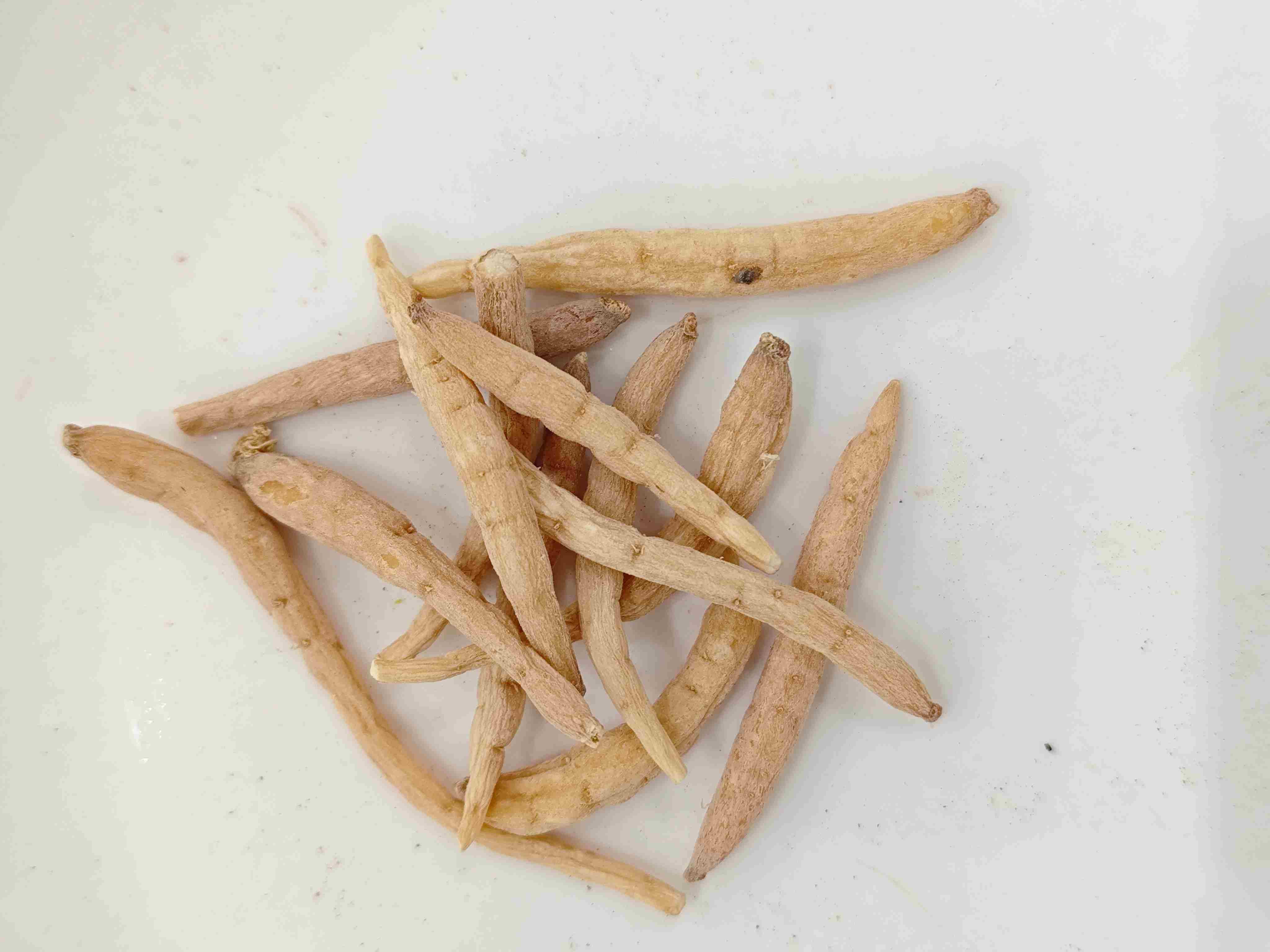 Pseudostellaria heterophylla(Taizishen)