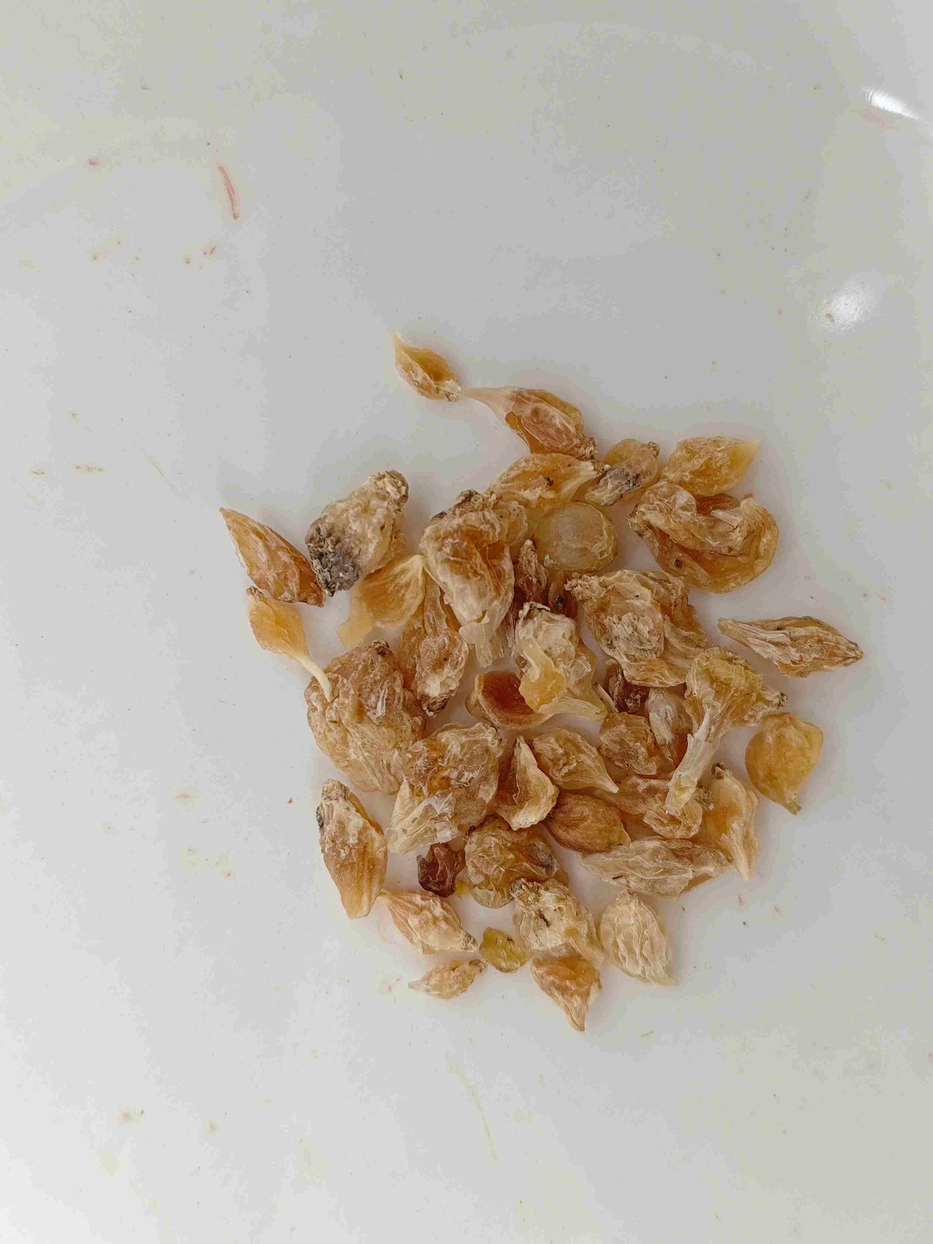 アリウムチューバー（xiebai）