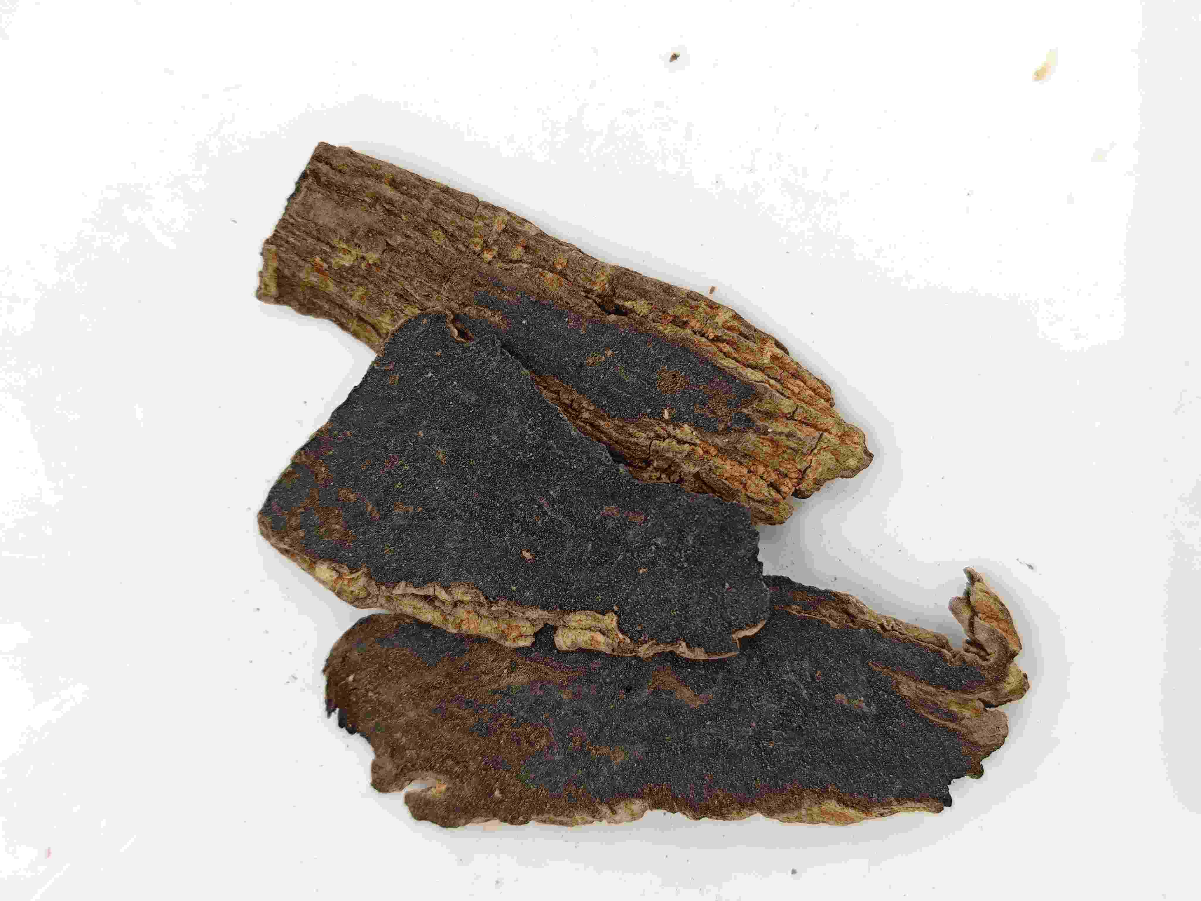 スクロフラリアルート(Xuanshen)