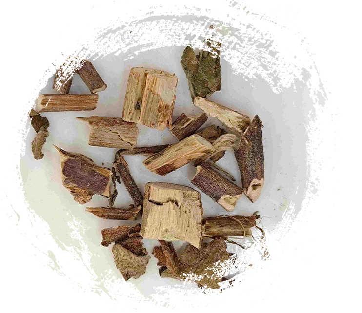 とりとめのないbeggarweed