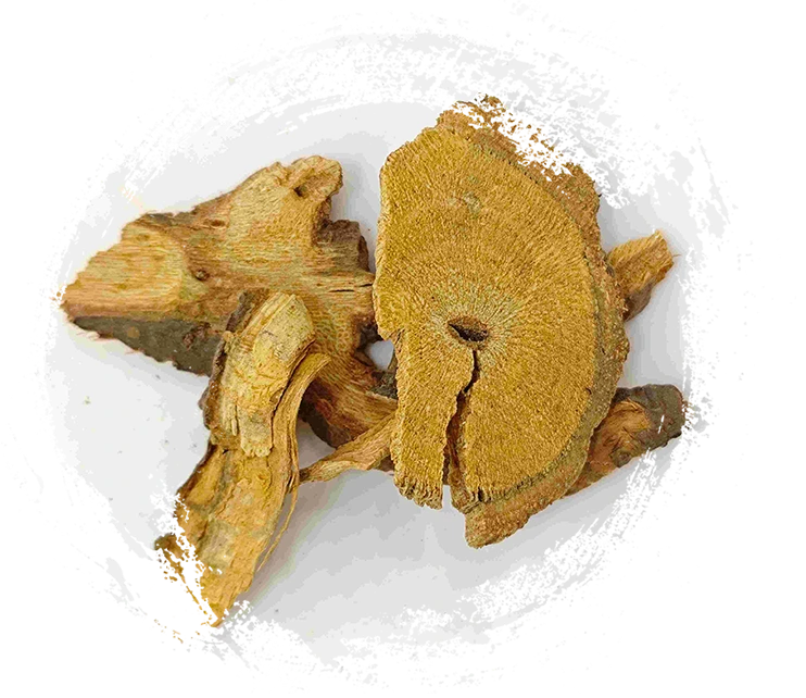 日本のノットウィード