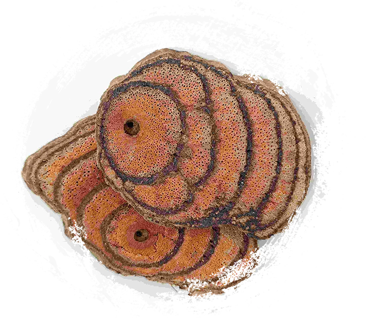 Millettia reticulata、Jixueteng