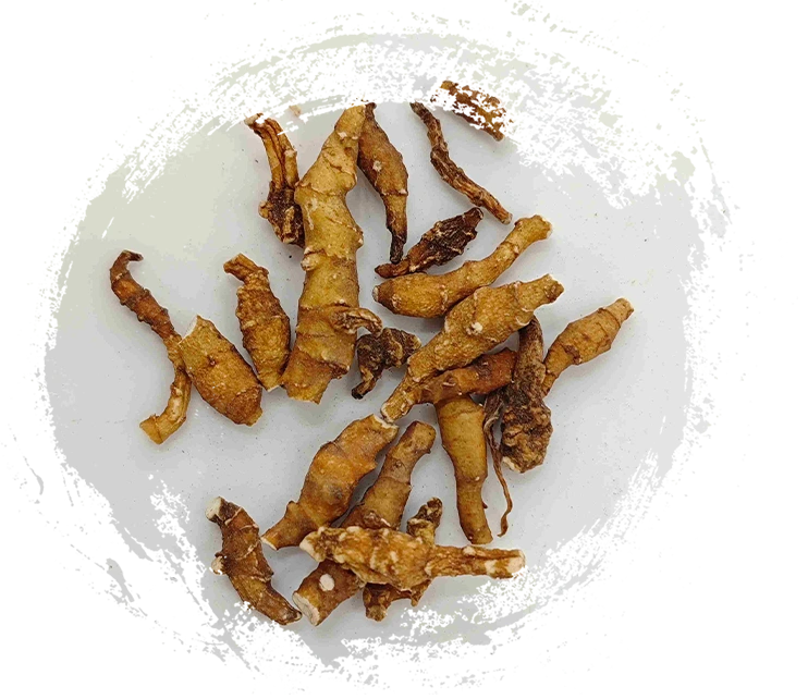 Calamus、Jiechangpu