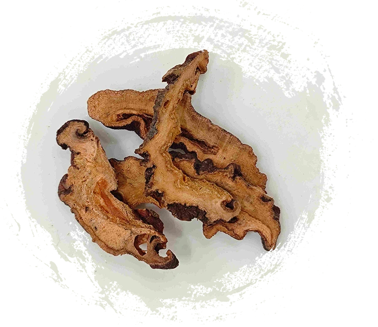 Chaenomeles speciosa