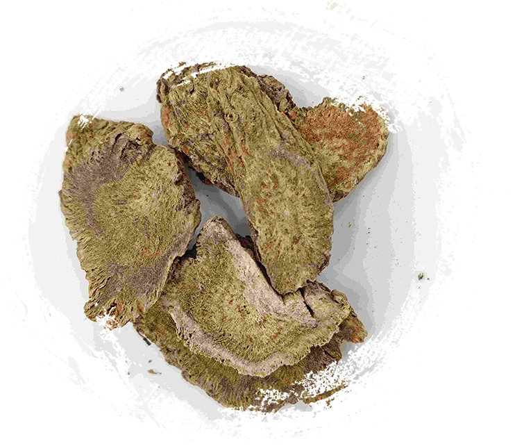 コスパスルート、ムキシアン