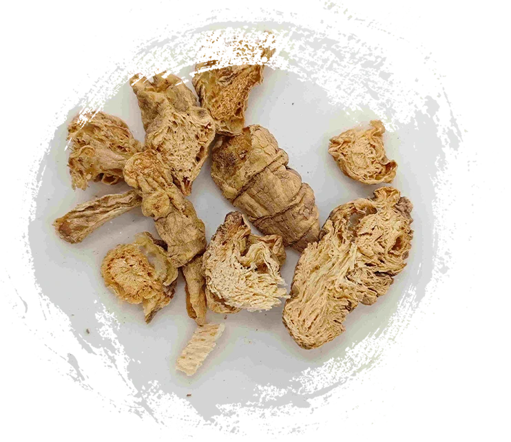 南コドノプシス、ナンシャシェン