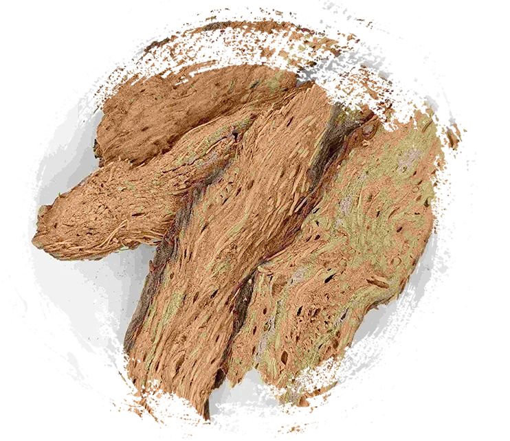 ホマロメナ、Qian Nian Jian