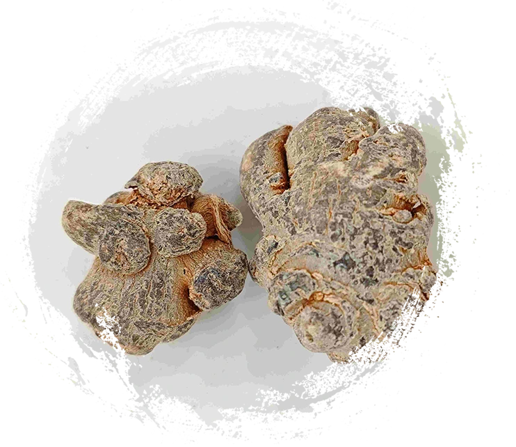 Panax Notoginseng（Sanqi）