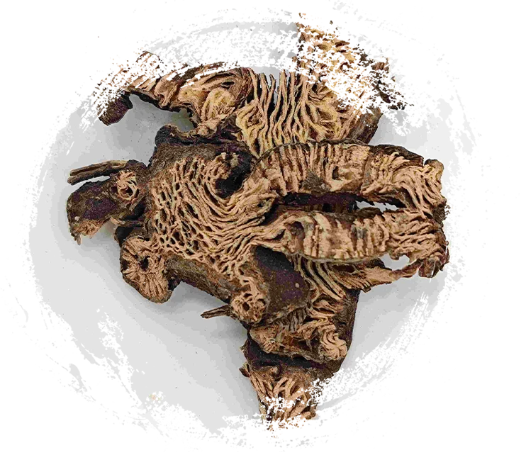 Cimicifuga Rhizome（Shengma）