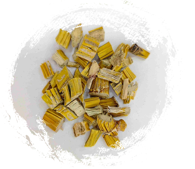 デンドロビウムステム（シフ）