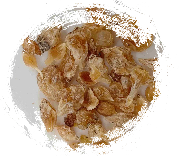 アリウムチューバー（xiebai）