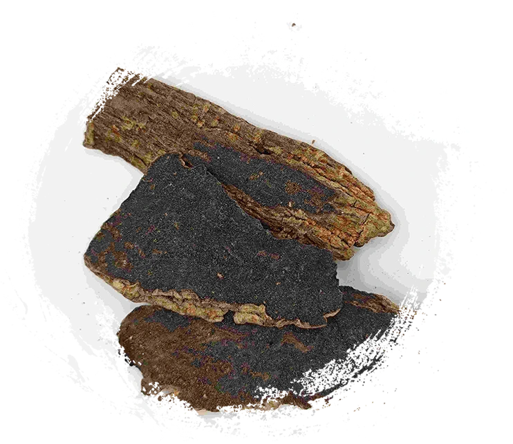 スクロフラリアルート（Xuanshen）