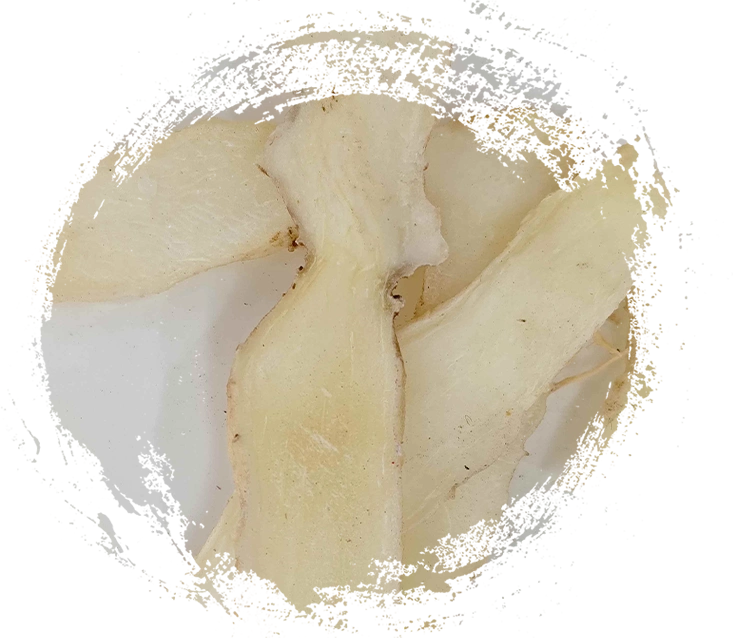 ソロモンのアザラシ（Yuzhu）