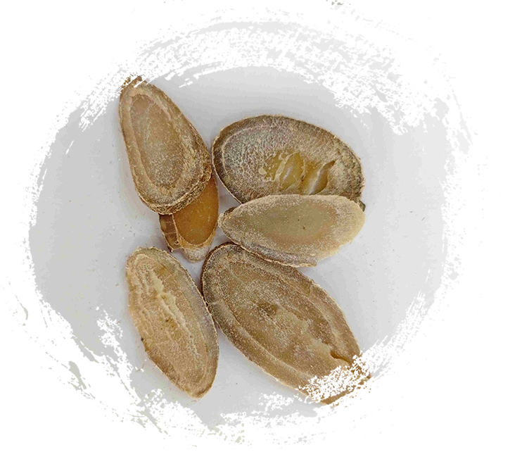 ターメリック根茎（Yujin）