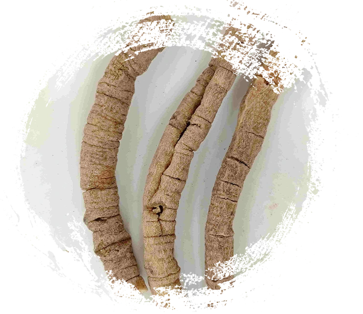 ポリガラの根（Yuanzhi）