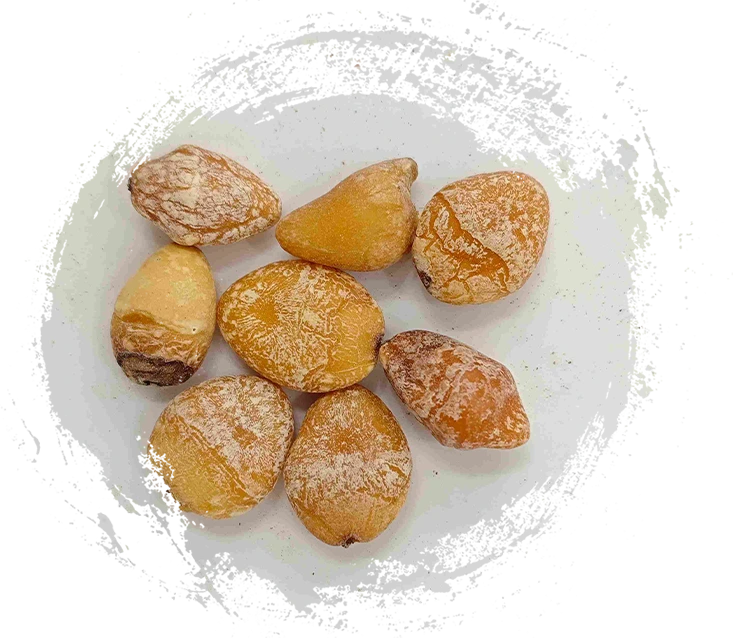 イチョウの種（Bai Guo Ren）