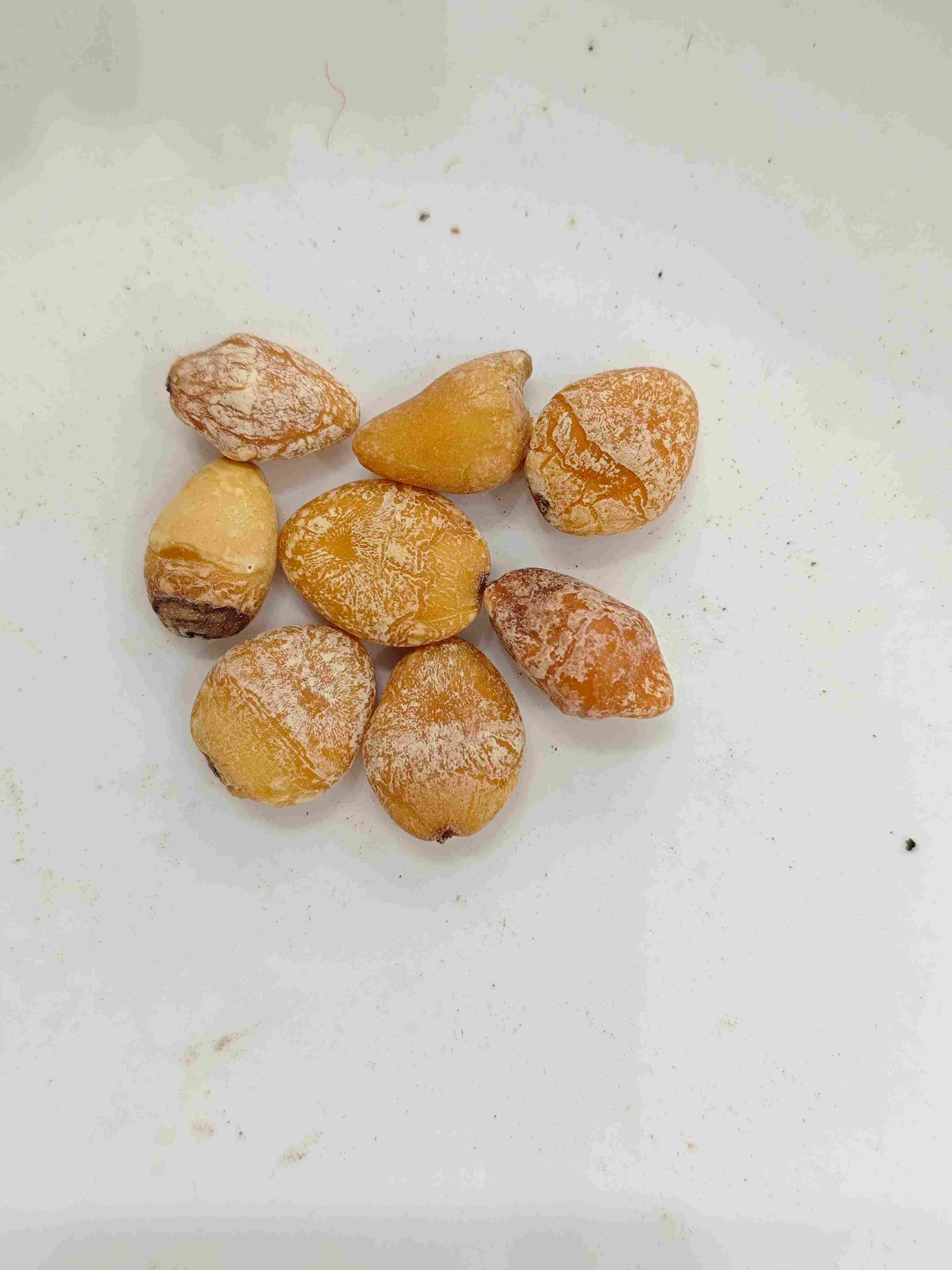 イチョウの種(Bai Guo Ren)