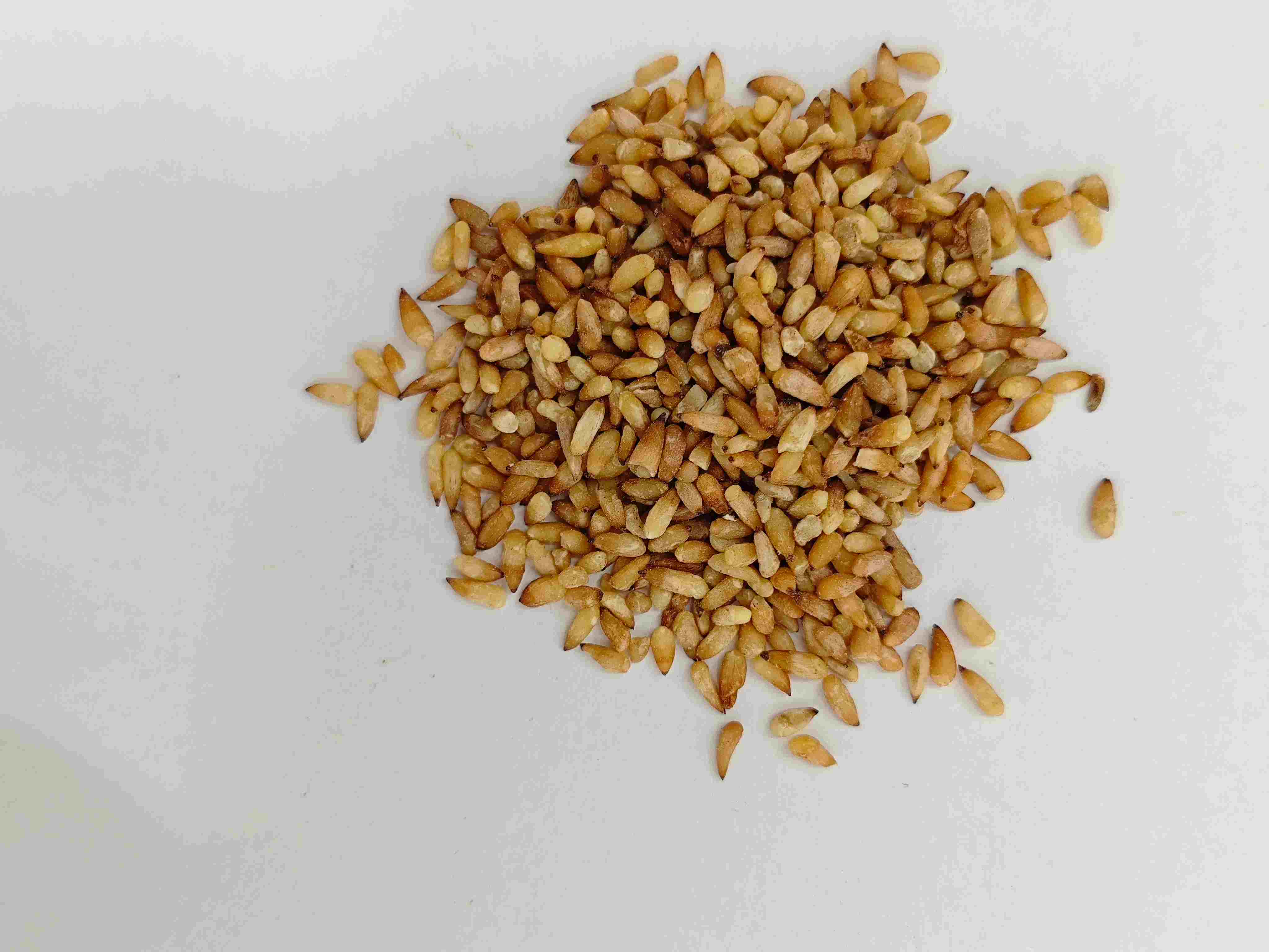 中国の樹木肉の種(bǎizǐren)