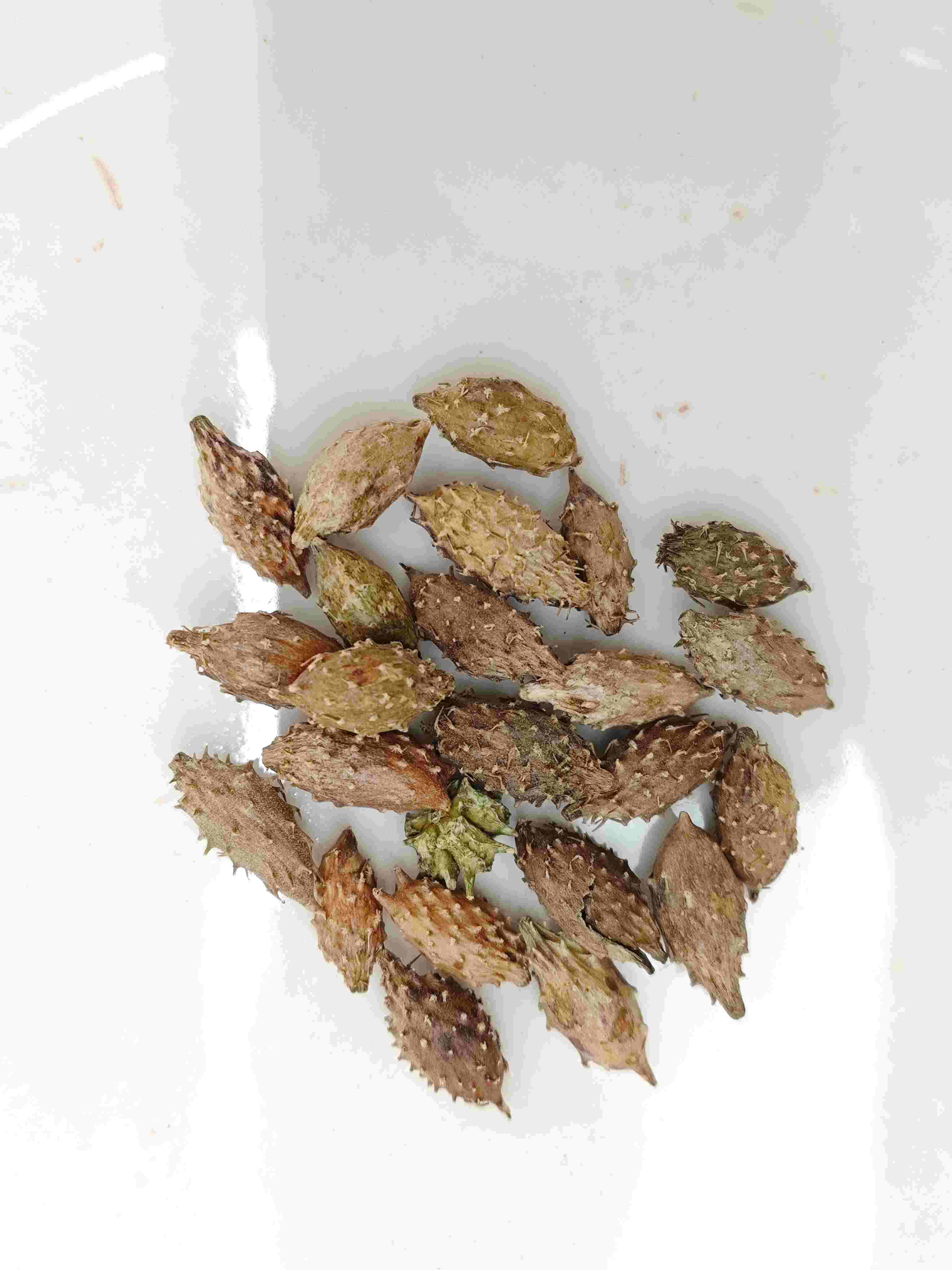 キサンチウムフルーツ（cāngěrzǐ）