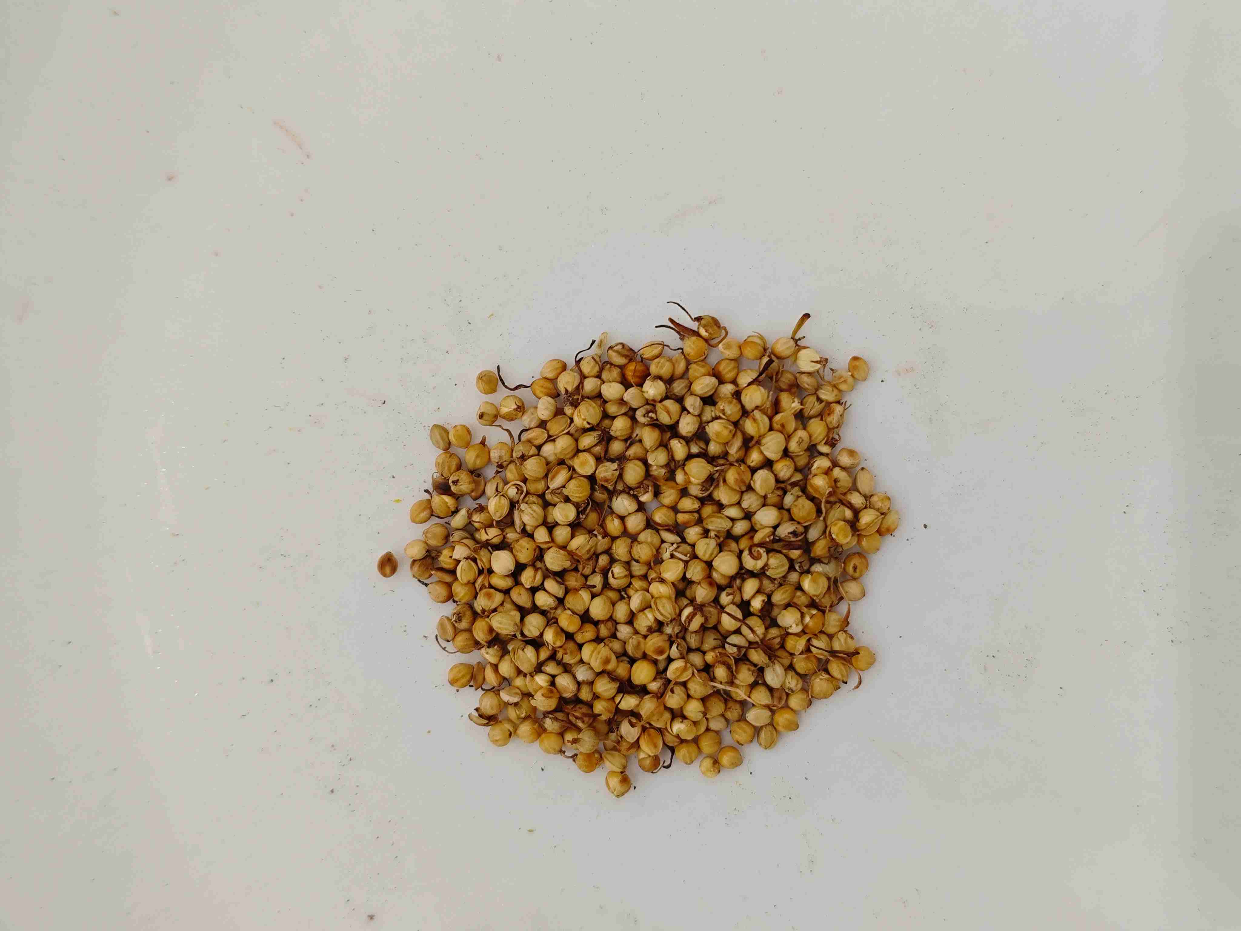 ローストライススプラウト(chǎogǔyá)