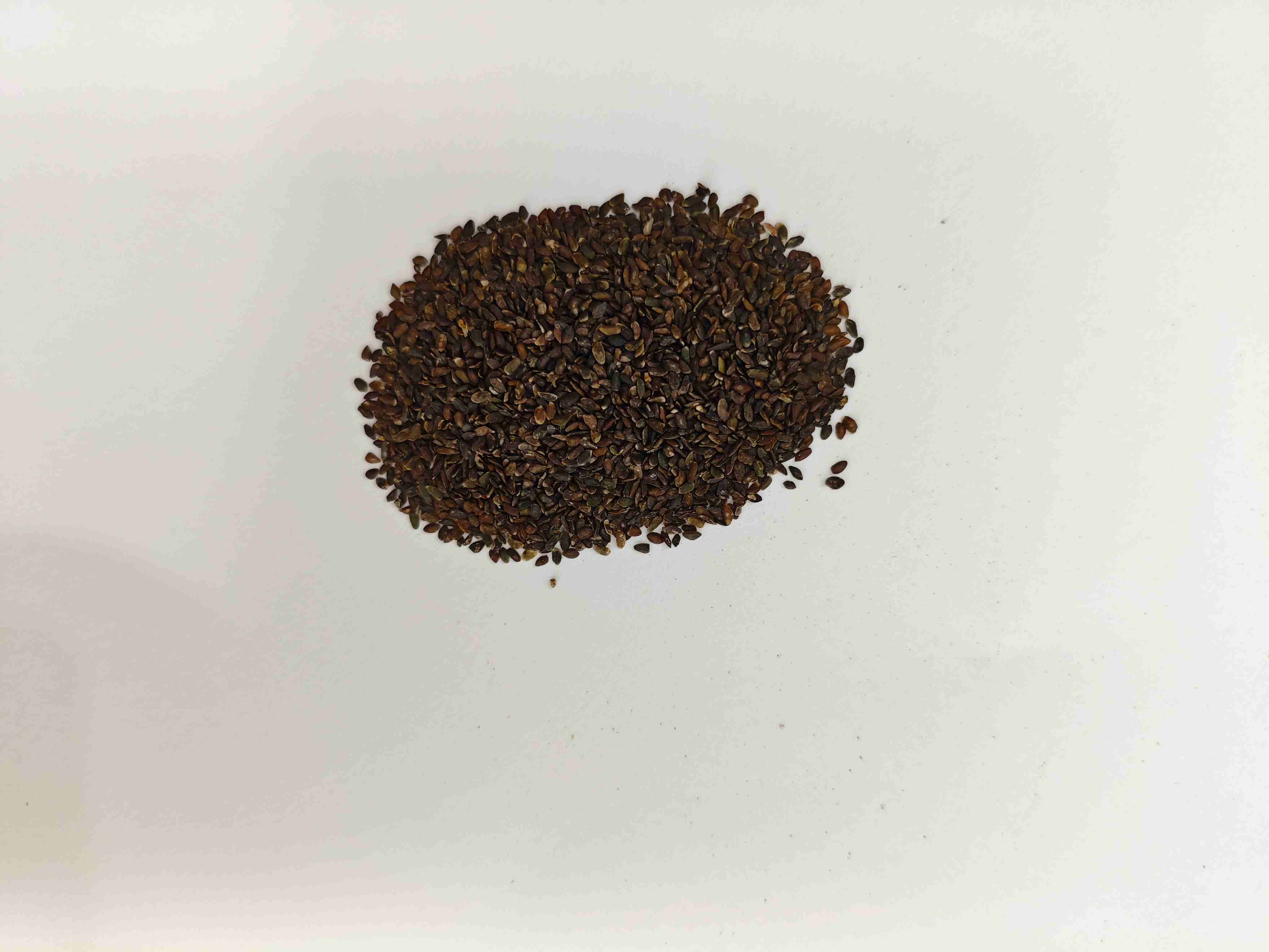 オオバコの種(Cheqianzi)