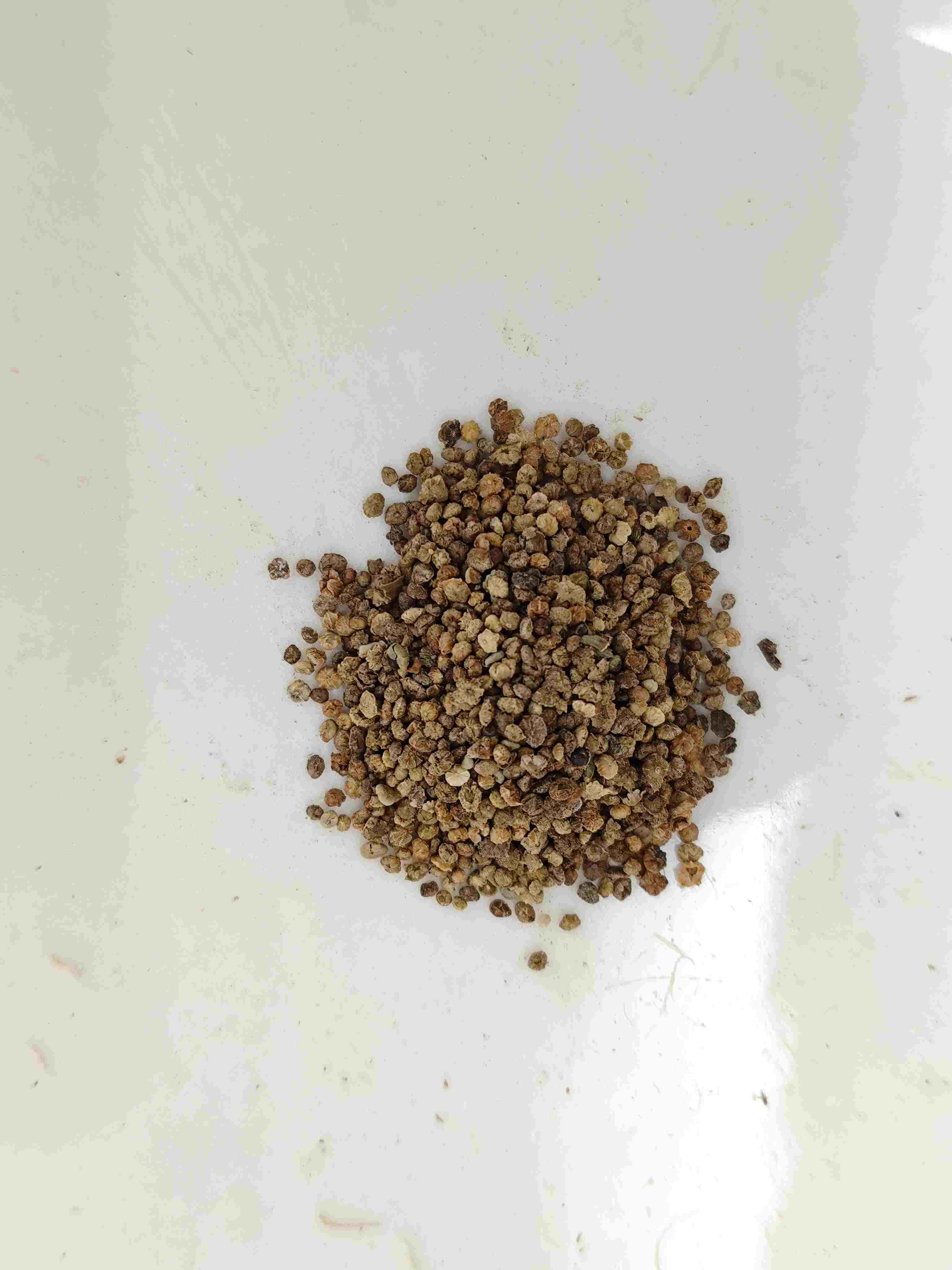 コチアフルーツ(difu zi)