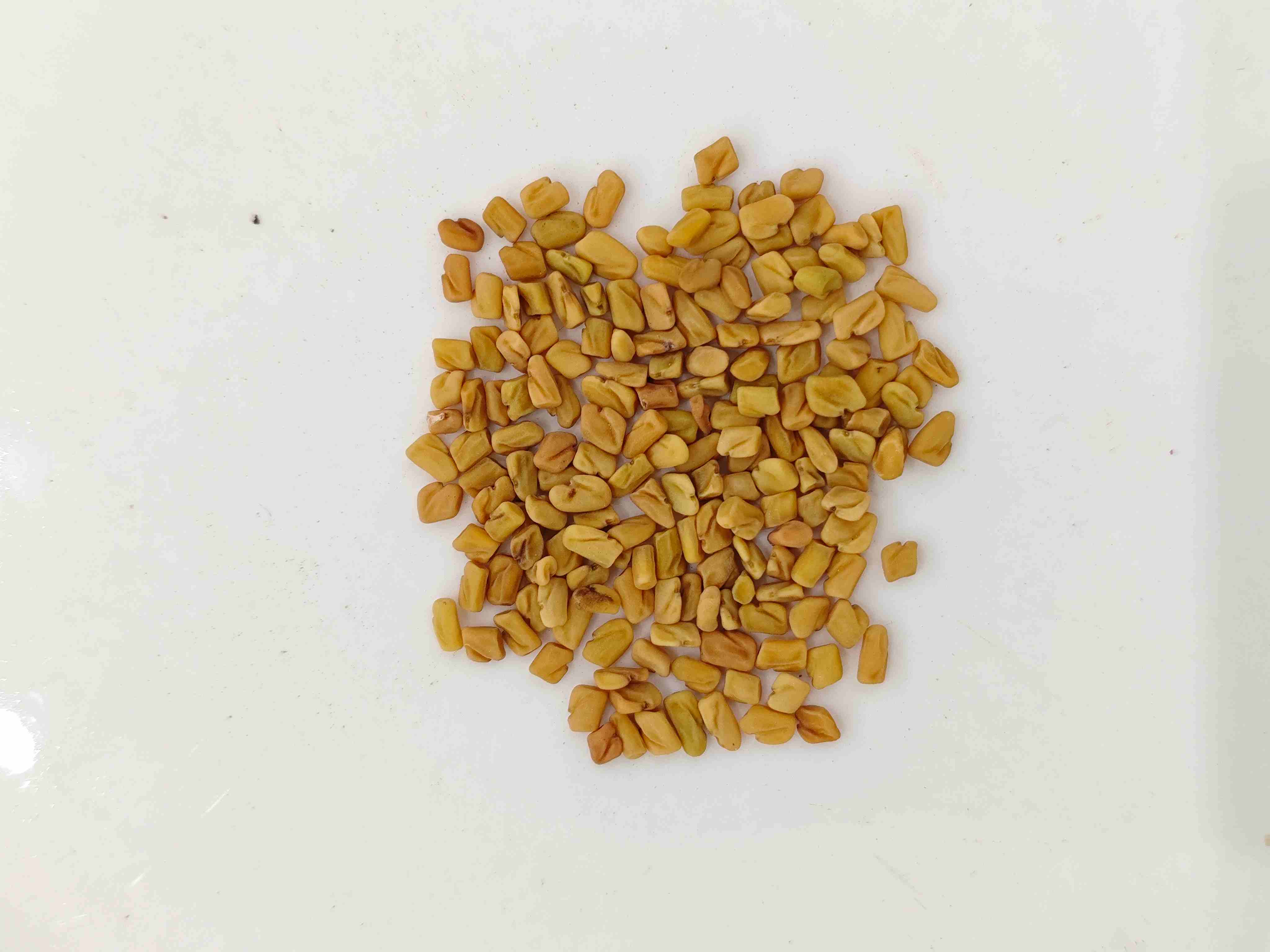 Trigonella（h&uacute;l&uacute;bā）