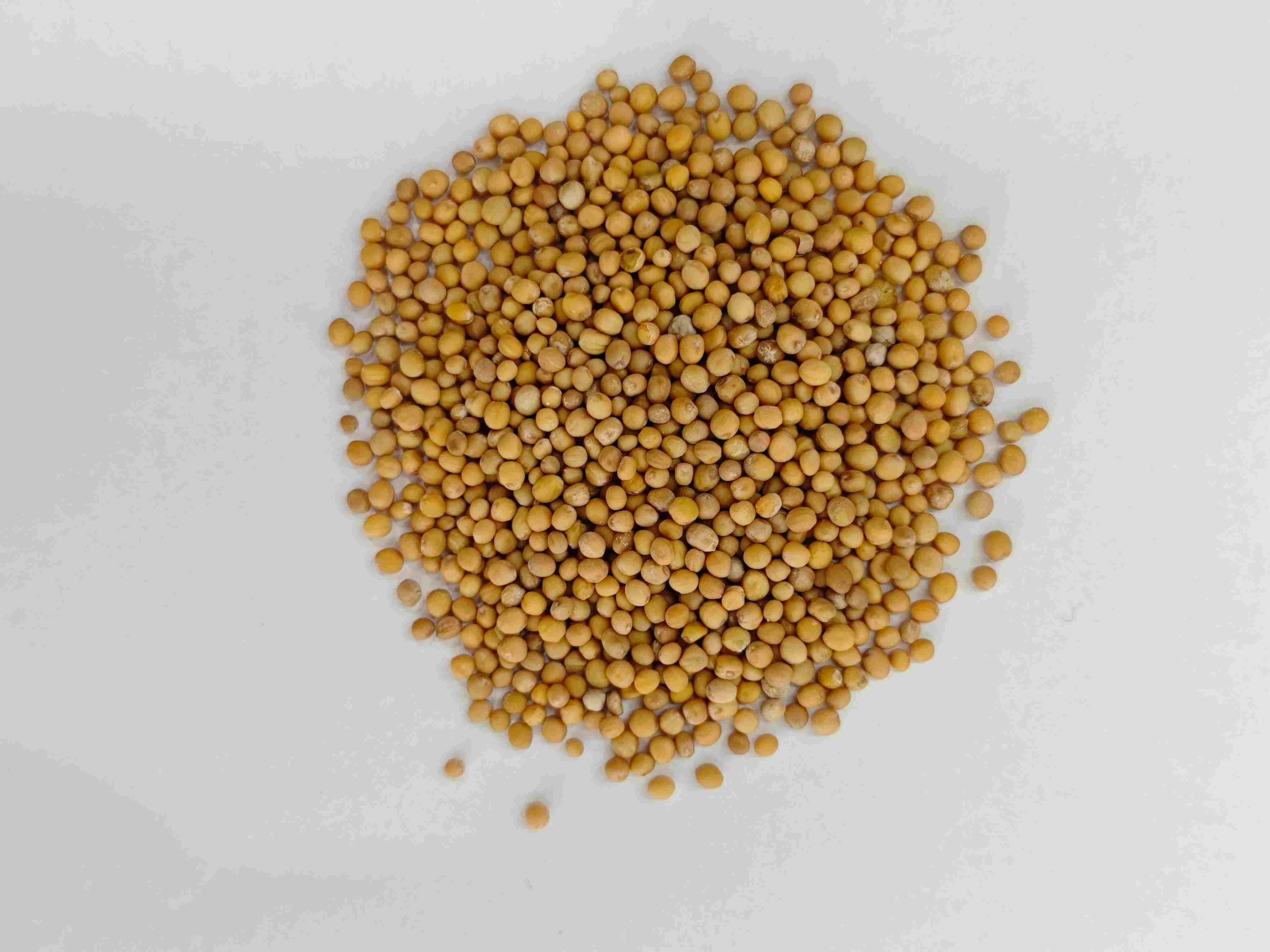 マスタードシード(jièzǐ)