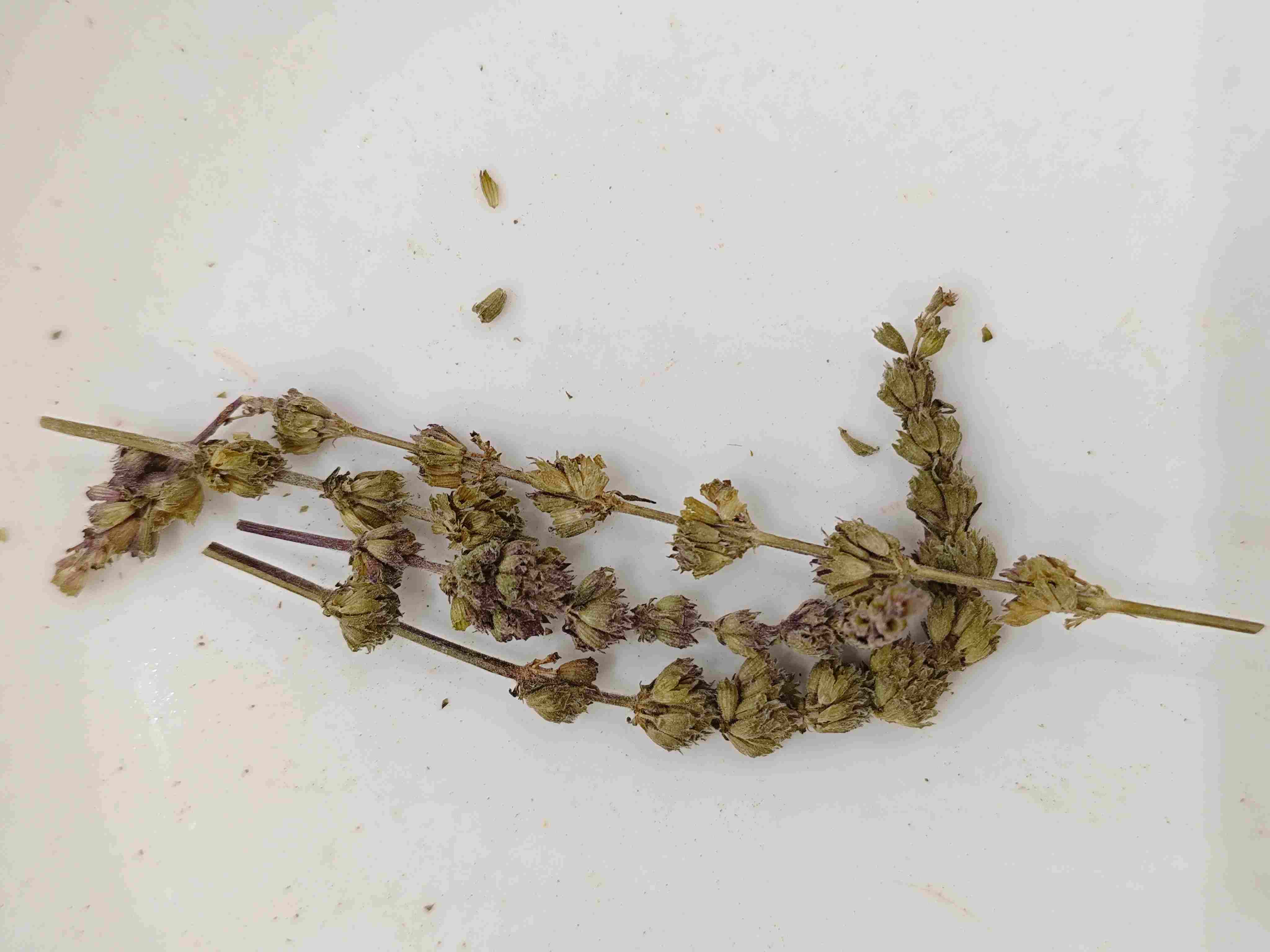 Schizonepeta Spike(Jīngjièsuì)