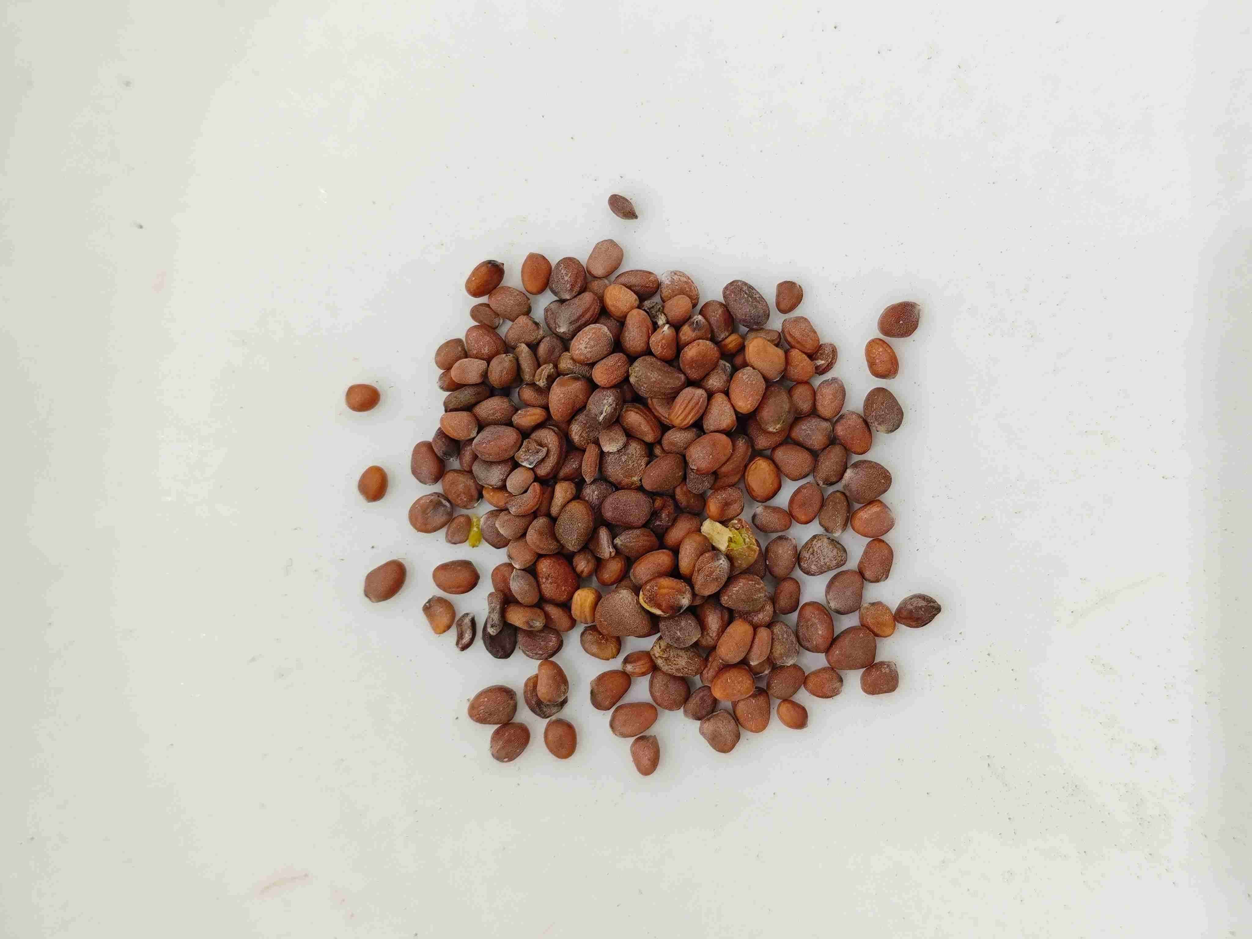 大根の種（l&agrave;if&uacute;zǐ）