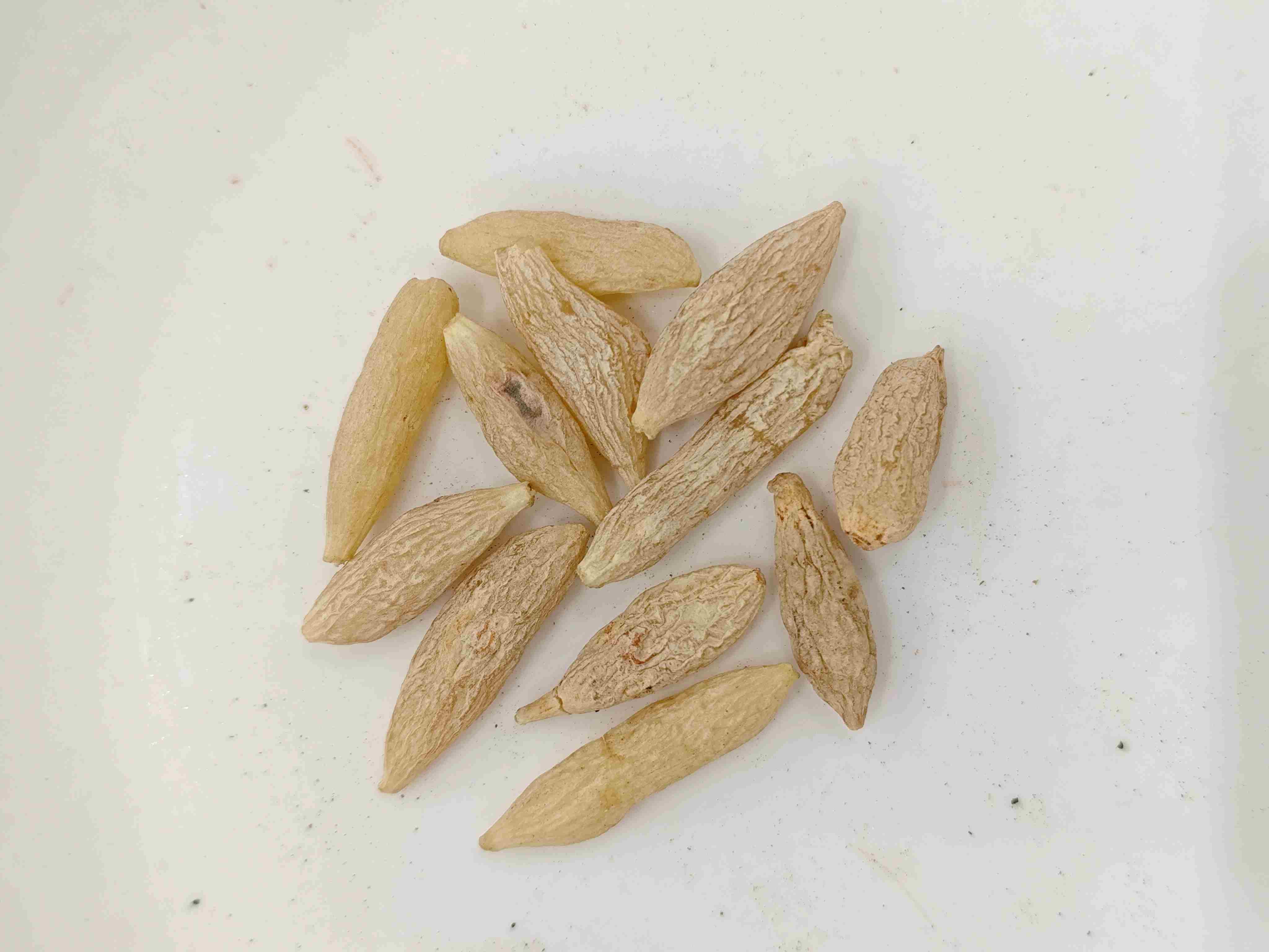 Ophiopogon Tuberosus(Màidōng)